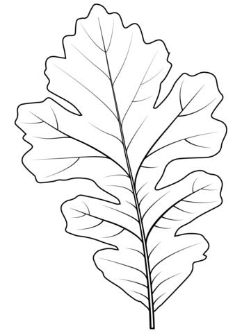 Bur Oak Leaf Coloring Page